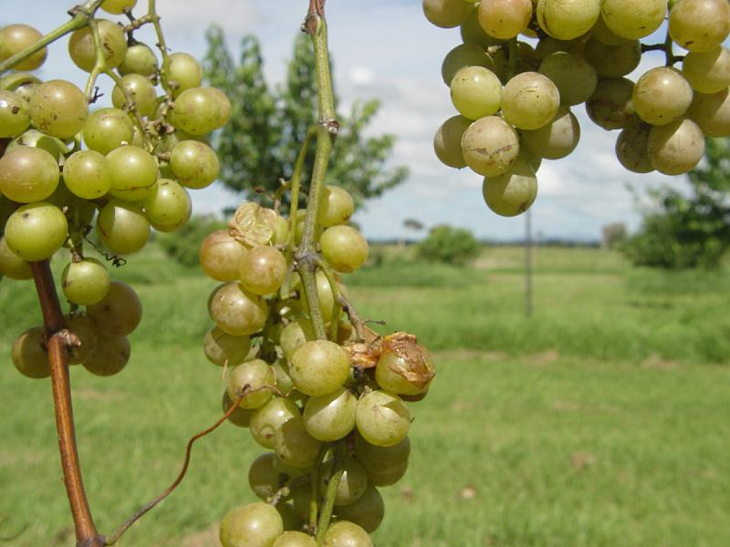 ghinni 060-winery-whitemuscat.jpg